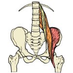 psoas major