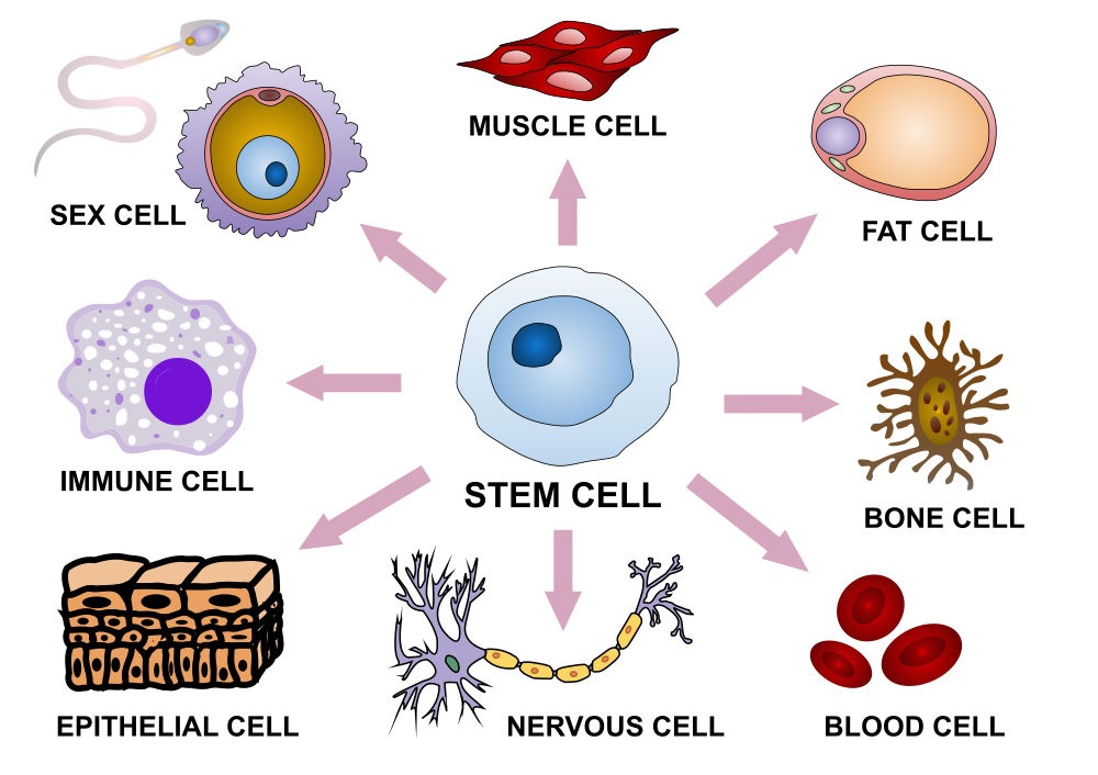 stem cell options
